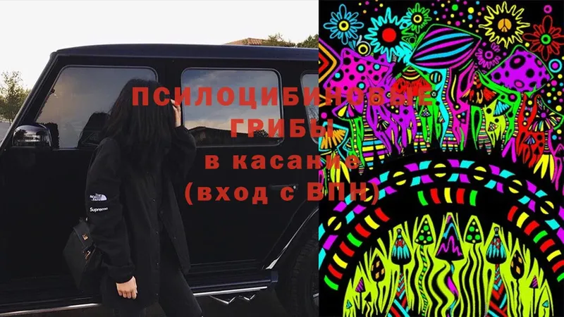 Псилоцибиновые грибы Cubensis  купить закладку  Княгинино 